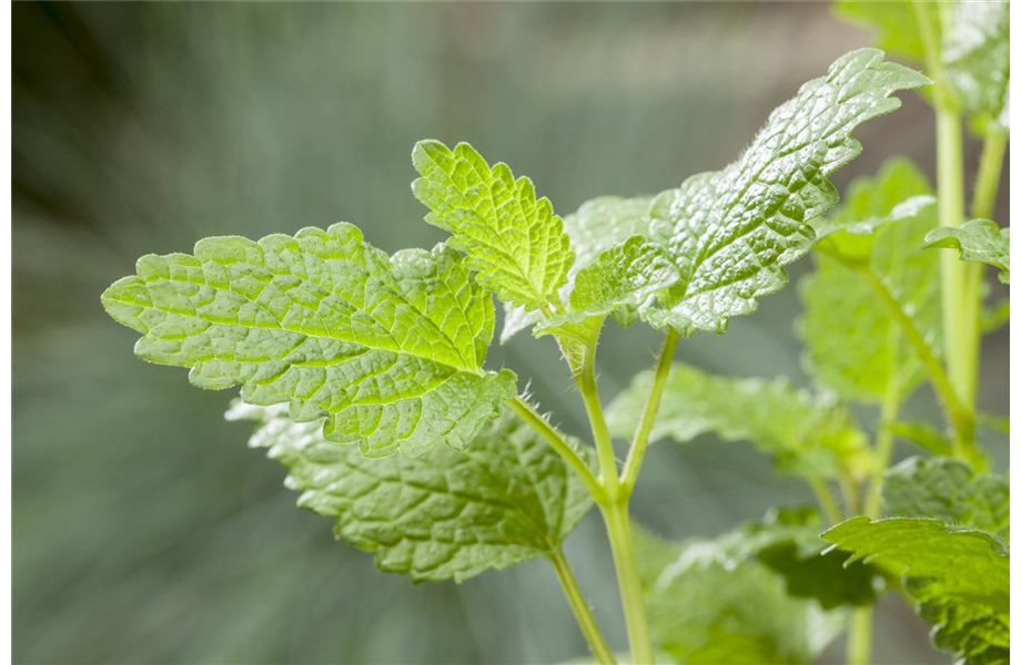 Anlegen des Kräutergartens