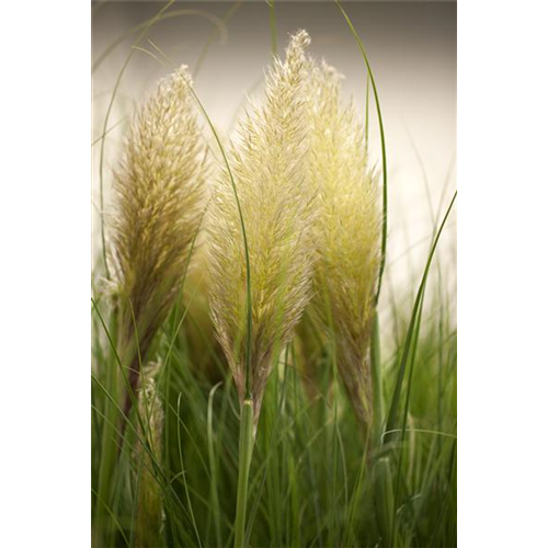 Pampasgras – Der Blickfang in jedem Garten