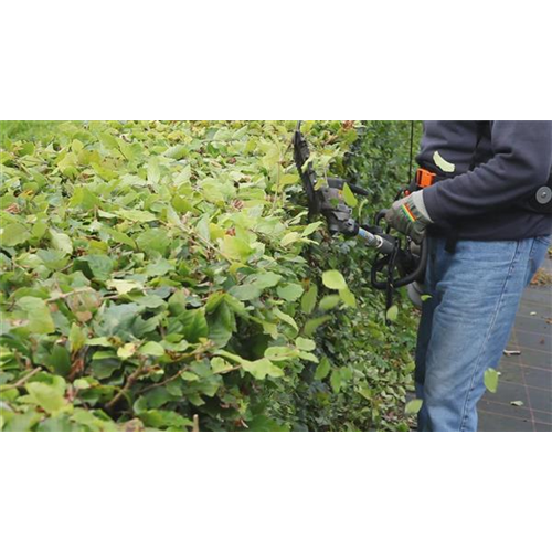 Hecken - Zurückschneiden