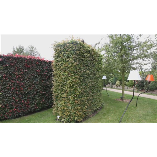 Pflanzbeispiel - Heckenrondell