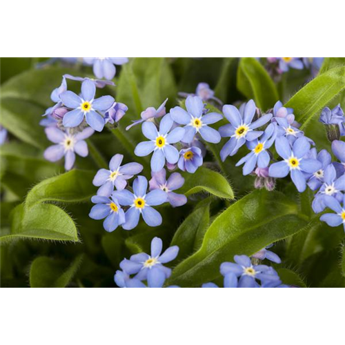 Zweijährige Zierpflanzen aussäen