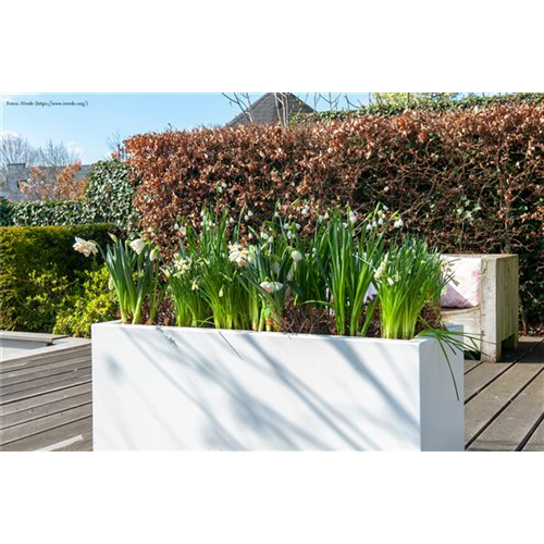 Blumenzwiebeln: Von null auf blühend