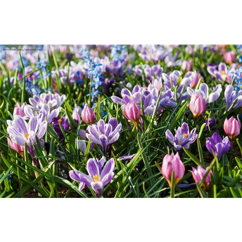 Blumenzwiebeln: Von null auf blühend