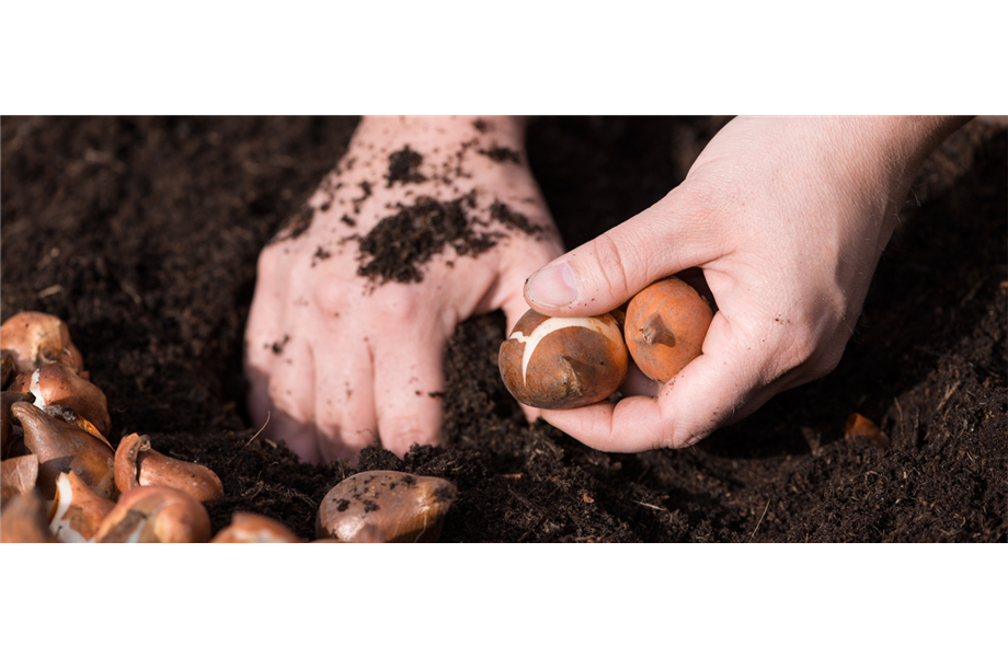 Gartentipps im Oktober
