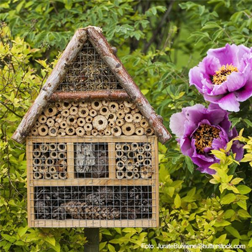 Nektargarten für Bienen und Schmetterlinge