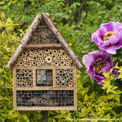 Nektargarten für Bienen und Schmetterlinge