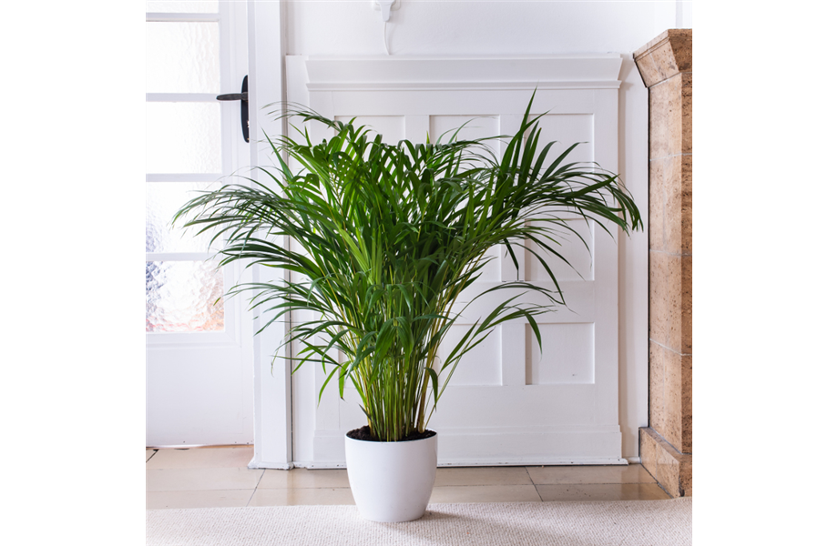 Pflanze Februar 2025: Palmen Pflanze Februar 2025: Palmen