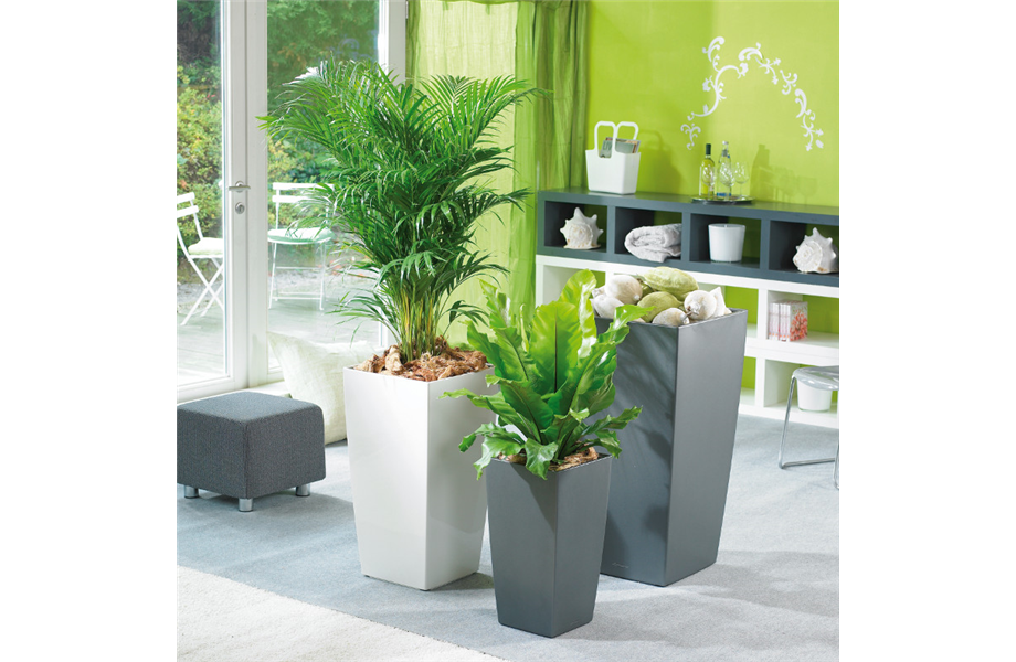 Pflanze des Monats Februar 2026: Goldfruchtpalme