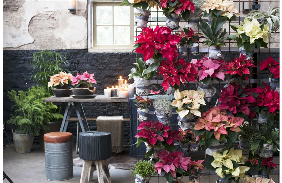 Pflanze des Monats November 2026: Poinsettie