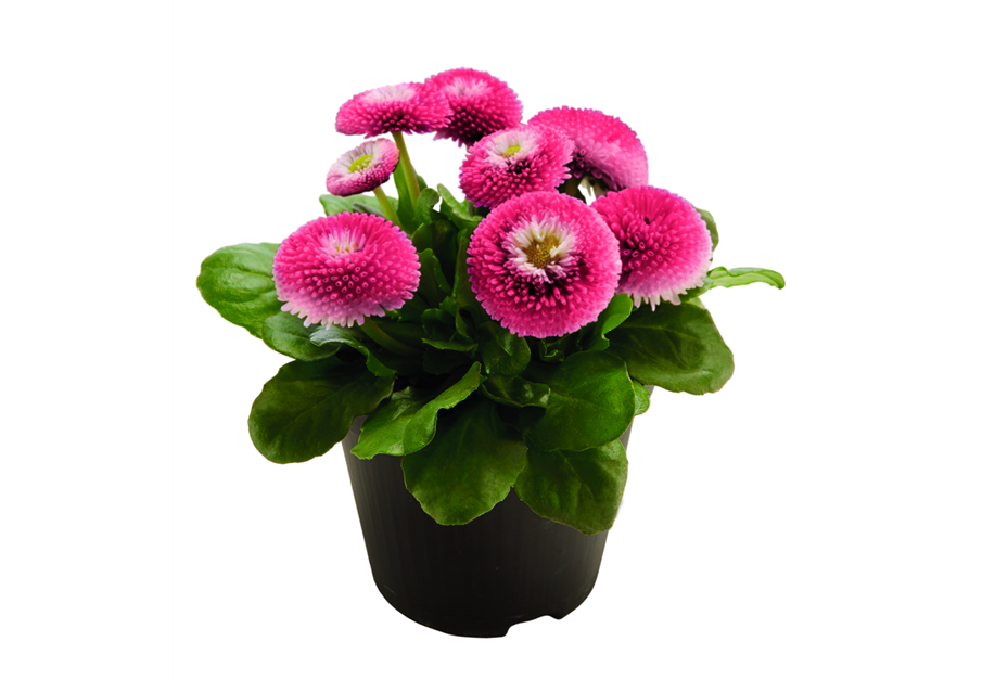 Bellis perennis