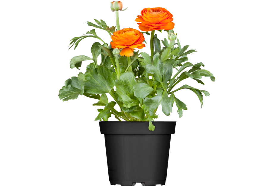 Ranunculus asiaticus