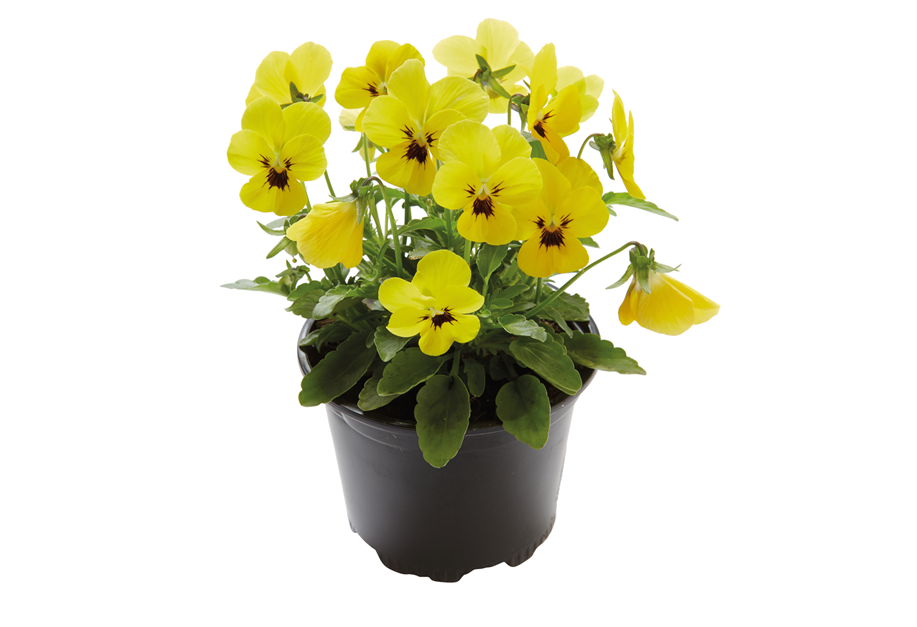Viola cornuta