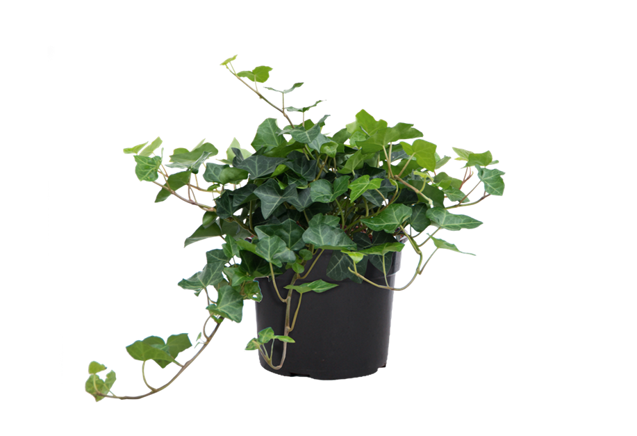 Hedera helix