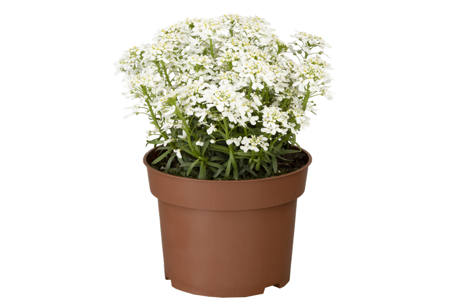 Iberis sempervirens
