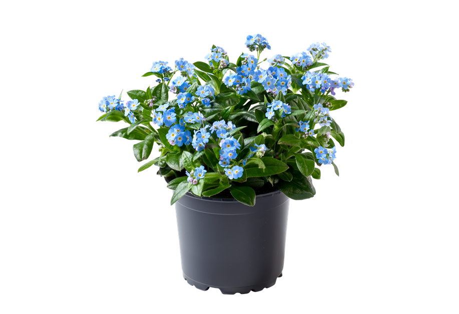 Myosotis sylvatica