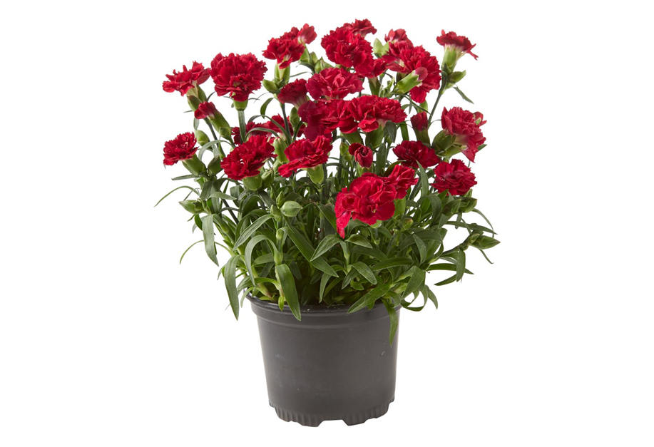 Dianthus caryophyllus