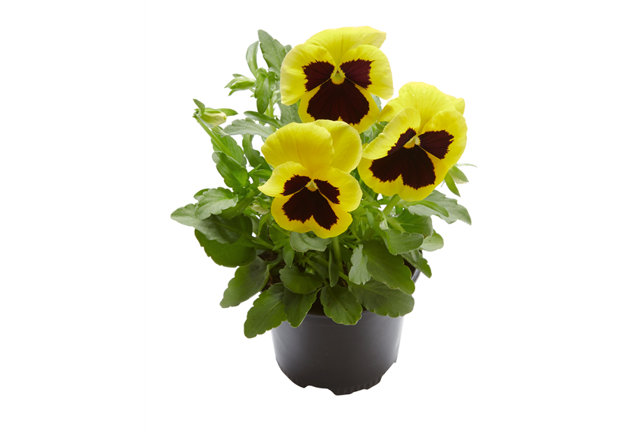 Viola wittrockiana