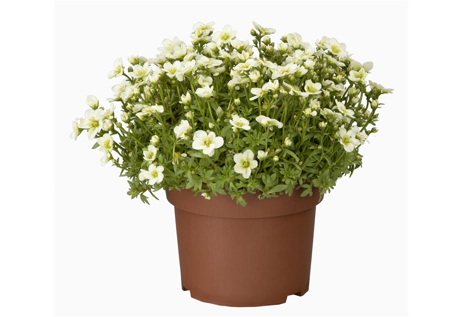 Saxifraga arendsii