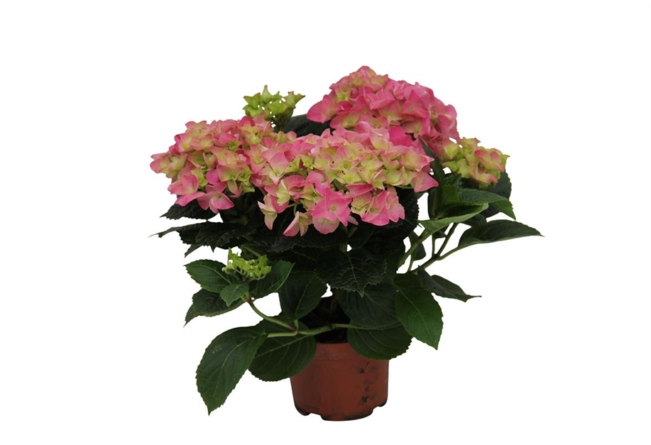 Hydrangea macrophylla