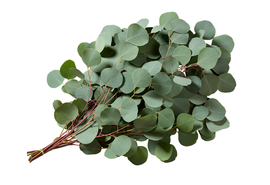 Eucalyptus gunnii