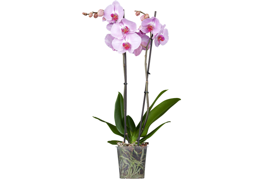Phalaenopsis-Hybride
