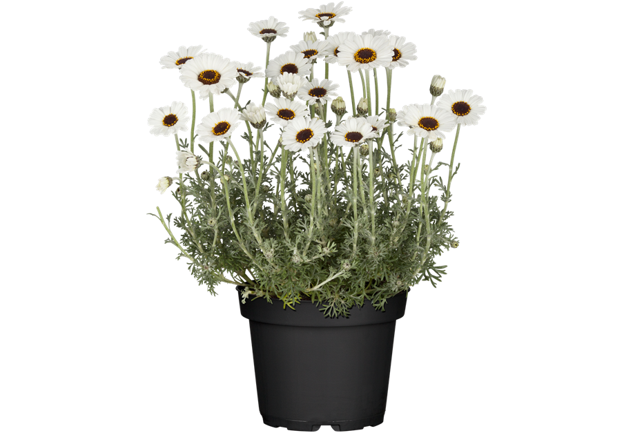 Rhodanthemum hosmariense