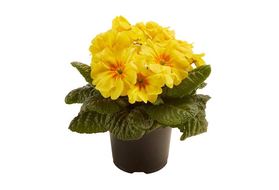 Primula vulgaris