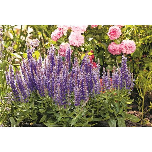 Das Buffet für Insekten!