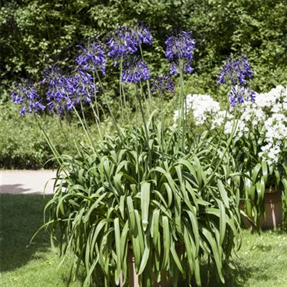Schmucklilien umtopfen