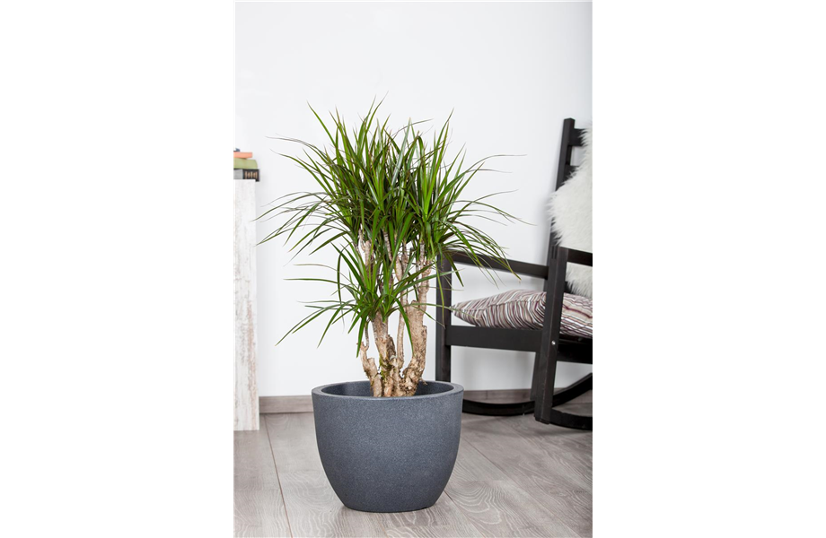 Pflanze Januar 2025: Drachenbaum Pflanze Januar 2025: Drachenbaum