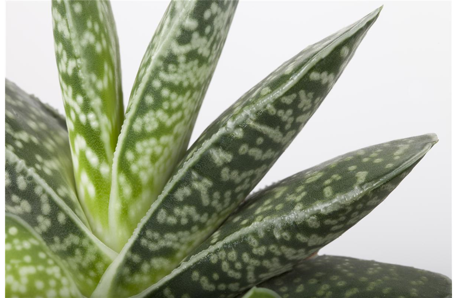 Pflanze August 2025: Aloe