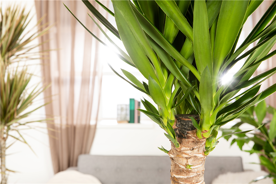 Palmlilien richtig schneiden - Blumen Fenis