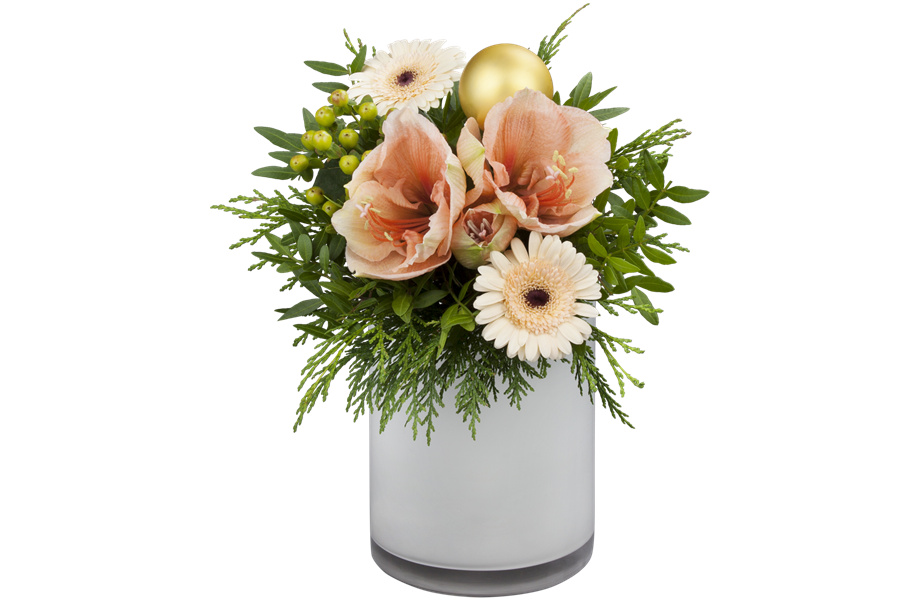 Pflanze Dezember 2025: Amaryllis Pflanze Dezember 2025: Amaryllis