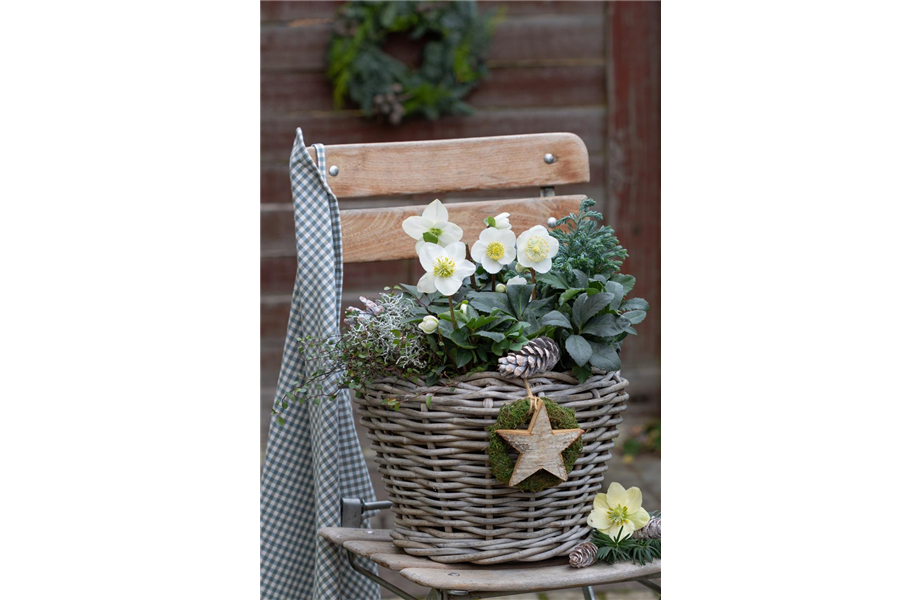 Gartentipps im Januar