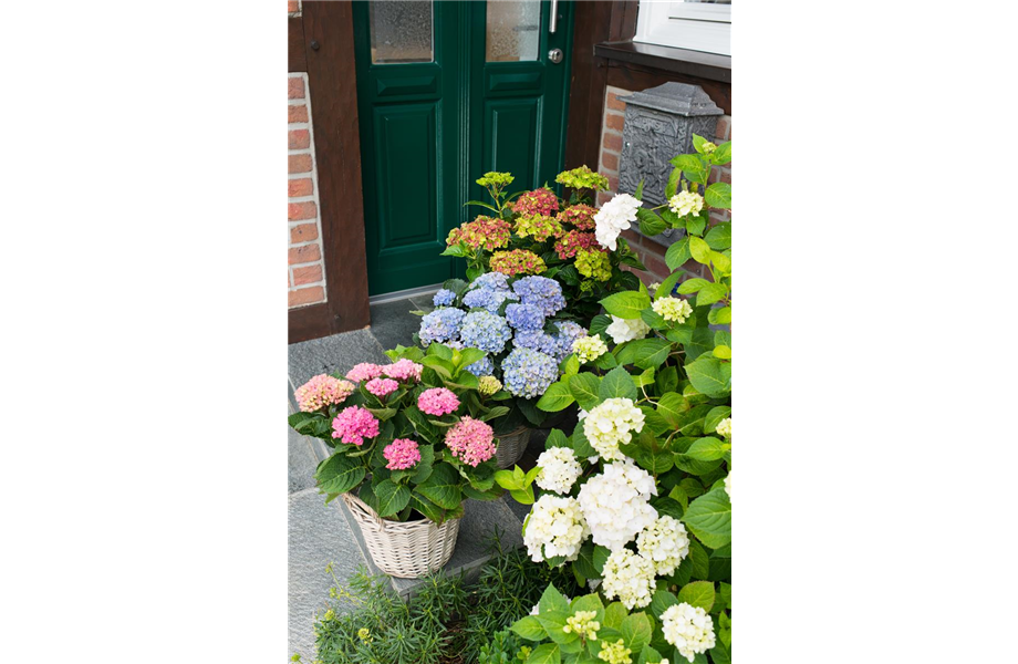 Gartentipps im August