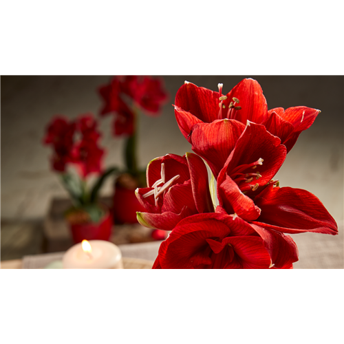 Pflanze Dezember 2025: Amaryllis