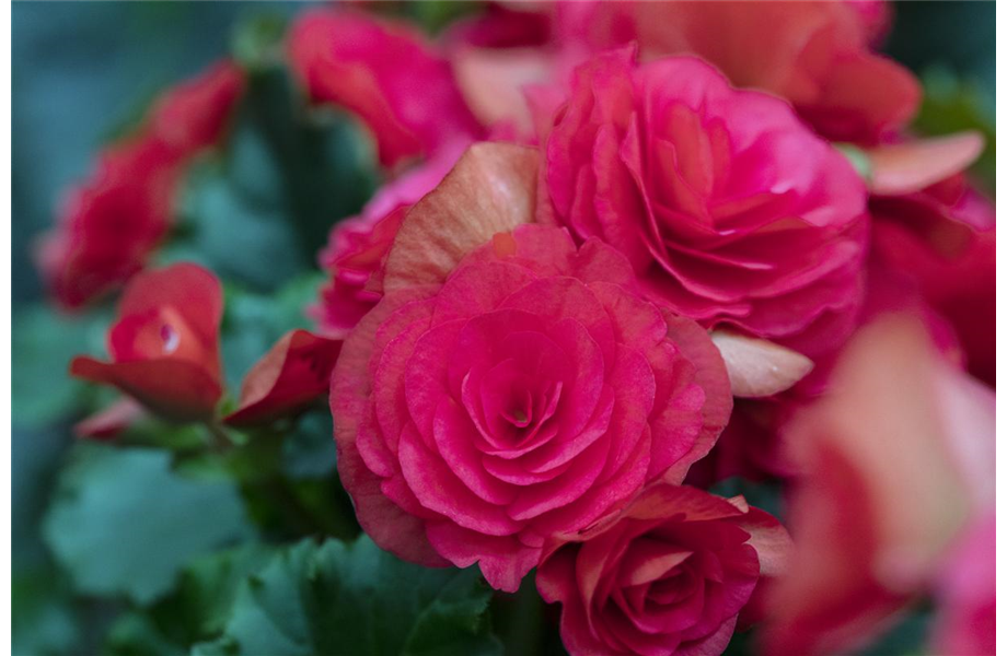 Pflanze des Monats April 2026: Begonie