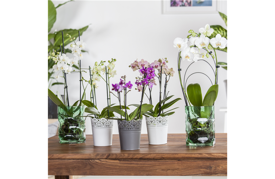 Pflanze des Monats Januar 2026: Phalaenopsis