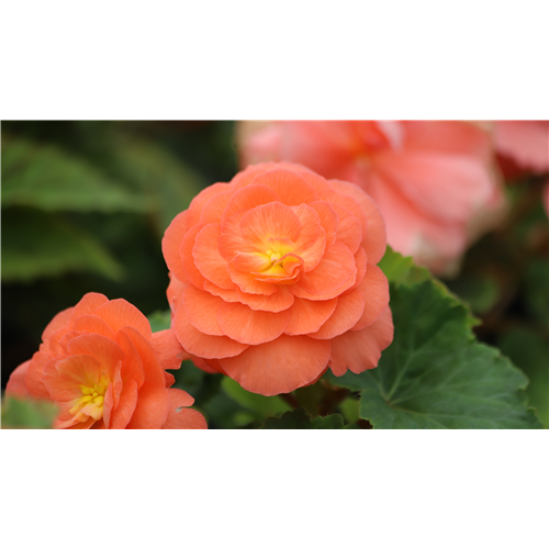 Pflanze des Monats April 2026: Begonie