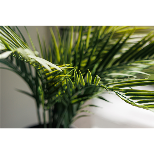 Pflanze des Monats Februar 2026: Goldfruchtpalme