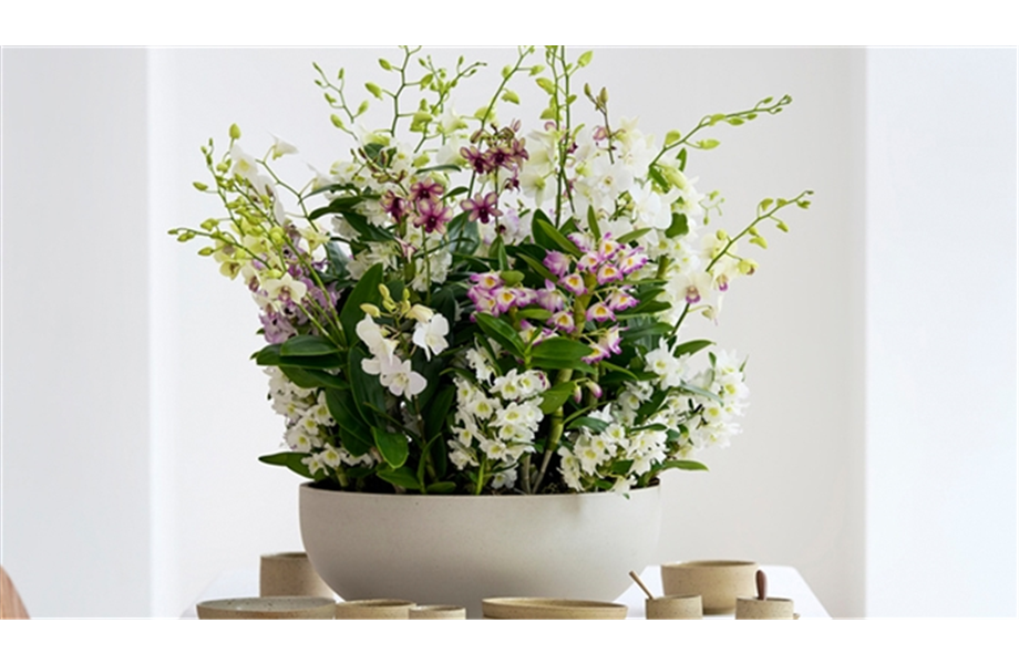 Pflanze des Monats März 2026: Dendrobium