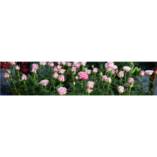 Pflanze des Monats Mai 2026: Topfrose