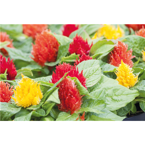 Pflanze des Monats Juli 2026: Celosie