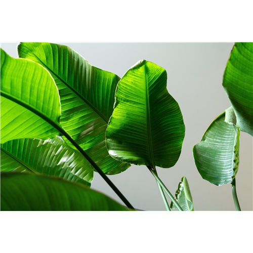 Pflanze des Monats September 2026: Strelitzie