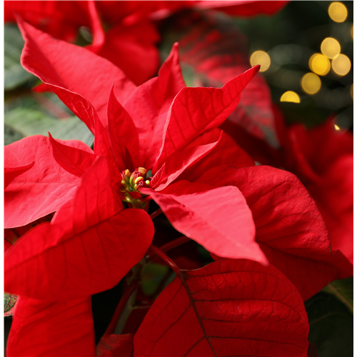 Pflanze des Monats November 2026: Poinsettie