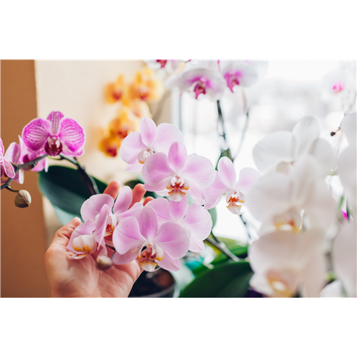 Pflanze des Monats Januar 2026: Phalaenopsis