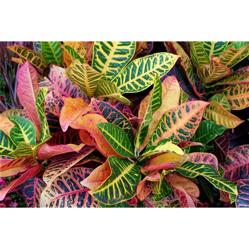 Pflanze des Monats Oktober 2026: Kroton