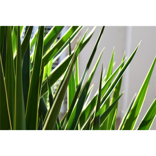 Pflanze des Monats Dezember 2026: Yucca