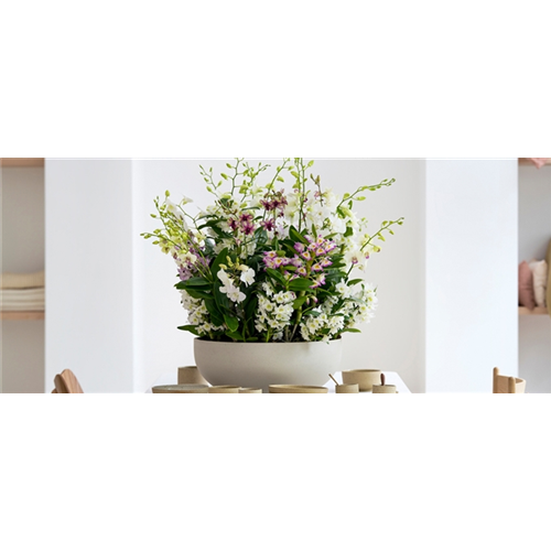 Pflanze des Monats März 2026: Dendrobium