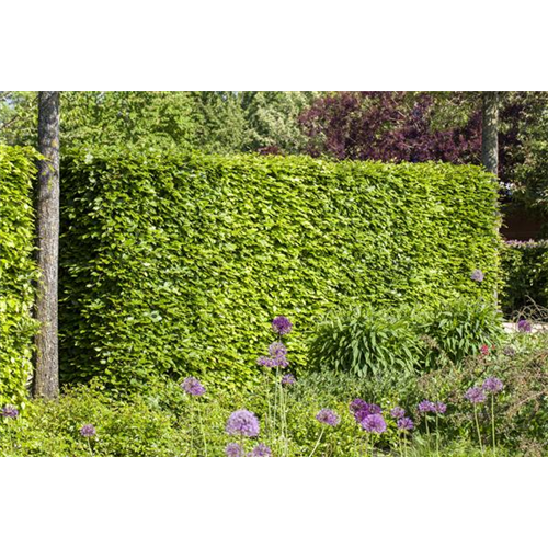 Hecken vor Streusalz schützen